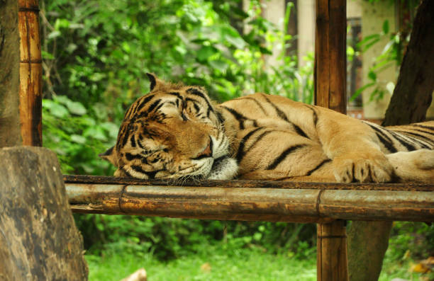 istock Tiger sleeping on the bamboo table at the zoo 1332143501