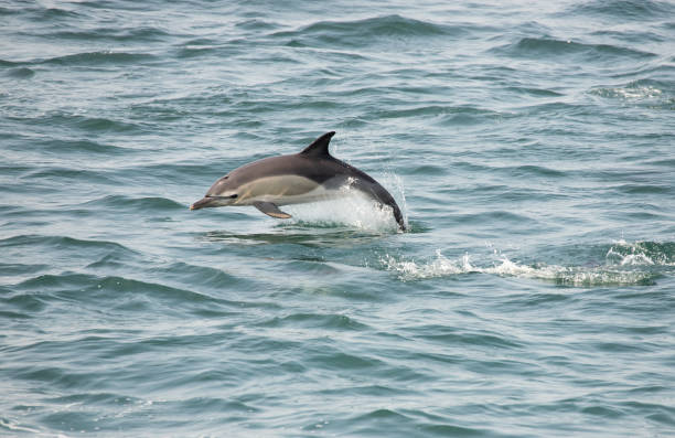 Atlantic White-sided Dolphin stock photo
