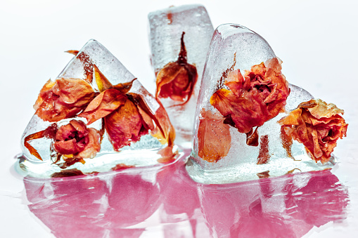 Frozen rose in ice cube