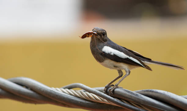 istock Bird Collecting food for survival 1332146415