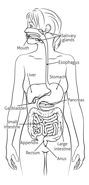 Human Digestive System Woman Anatomy Diagram A medical anatomy diagram of a woman showing the human digestive system diagram digestive system drawing stock illustrations