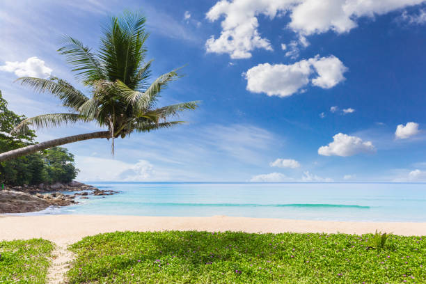 istock Tropical white sand beach scenery with coconut tree on blue sky 1332149049