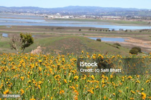 istock Sunflower bloom at Coyote Hills near San Francisco, California 1332149386
