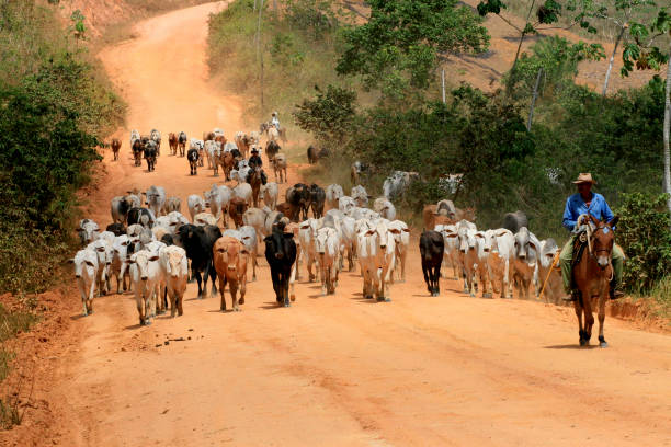 itamaraju, bahia / brazil - september 3, 2008: cowboys transport cattle on a dirt road in a rural area in the municipality of Itamaraju, in southern Bahia.
