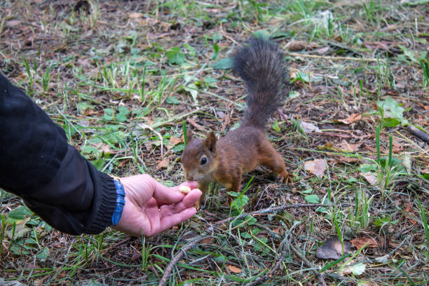 istock human hand and a small fluffy red squirrel takes a nut 1332150425