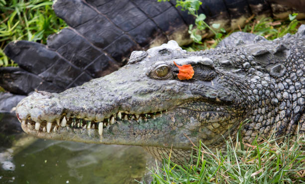 istock Crodile in swamp. 1332150471