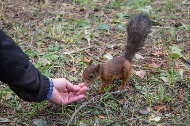 istock squirrel on the grass takes a nut from a human hand 1332150502