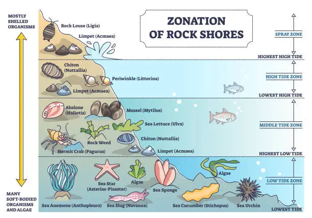 Vector illustration of Zonation of rock shores with underwater species and organisms outline diagram