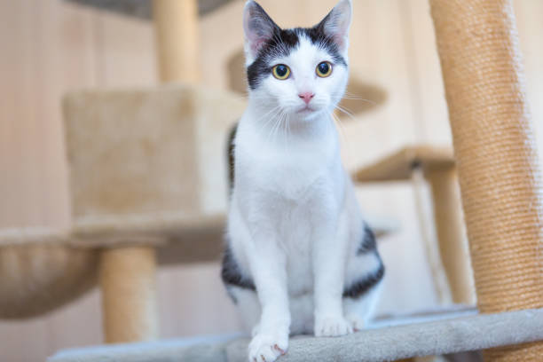 istock black and white young cat sitting on cat tower, looking curiously 1332150651