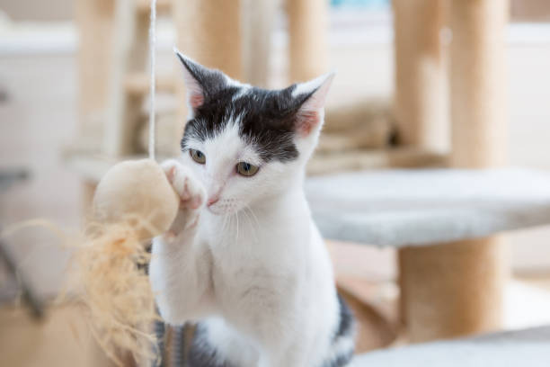 istock playful young cat holding ball 1332150676