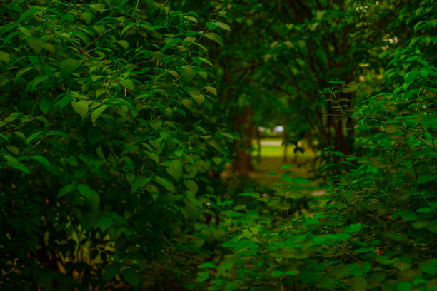 garden green foliage and branches outdoor environment