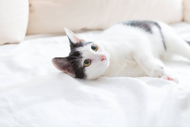 istock cute young cat looking upwards 1332150696