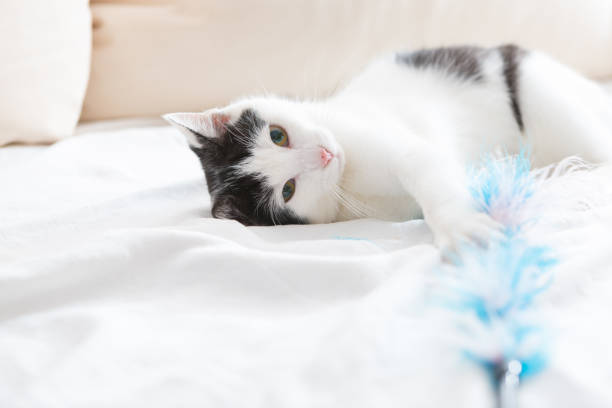 istock playful black and white cat grabbing for toy 1332150733