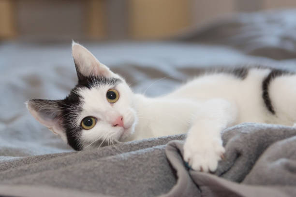 istock attentive black and white cat lying on blanket 1332150764