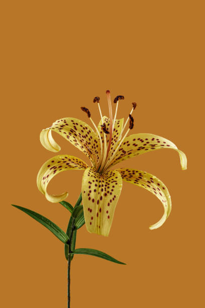 Yellow lily flower isolated on light brown background. Front view.