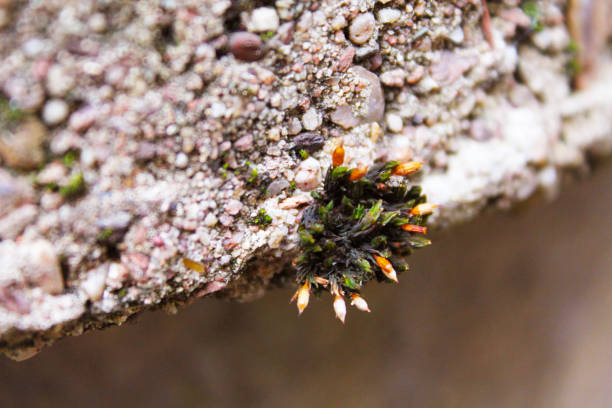 istock stone old well with green moss and lichen 1332150873