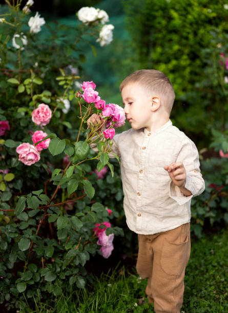 istock a little boy sniffs roses in the garden 1332151088