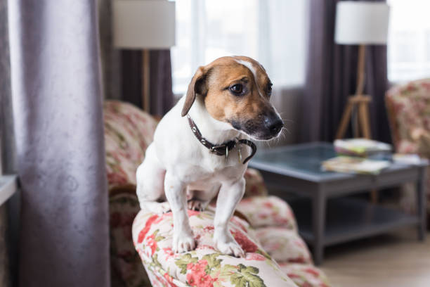 istock Jack Russell Terrier lying at home. Pet and household concept. 1332151136