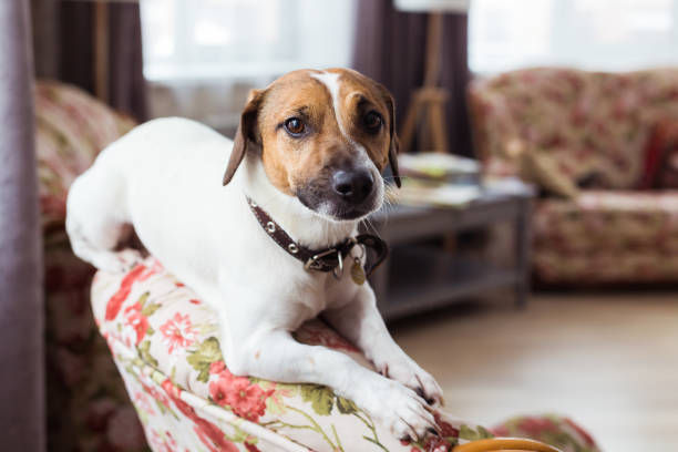 istock Jack Russell Terrier lying at home. Pet and household concept. 1332151241