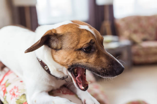 istock Jack Russell Terrier lying at home. Pet and household concept. 1332151780