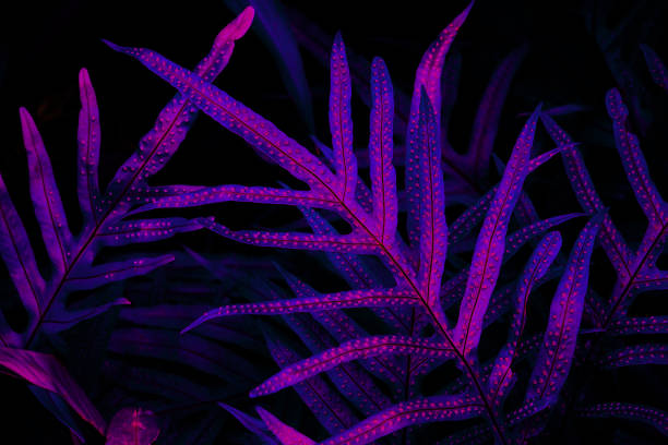 istock Tropical leaf forest glow in the black light background. High contrast. 1332152188