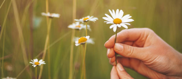 istock Harvesting medicinal herbs. Blooming chamomile in the meadow 1332153136