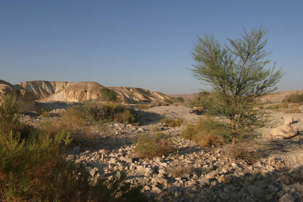 desert arabah sand dune dead sea jordan valley - travel jordan israel sand imagens e fotografias de stock