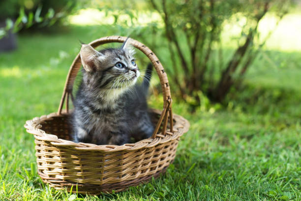 istock a kitten in a basket on the grass, in summer 1332153743