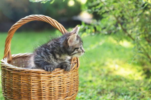istock a kitten in a basket on the grass, in summer 1332153749
