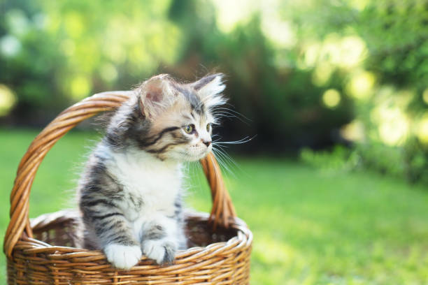 istock a kitten in a basket on the grass, in summer 1332153757