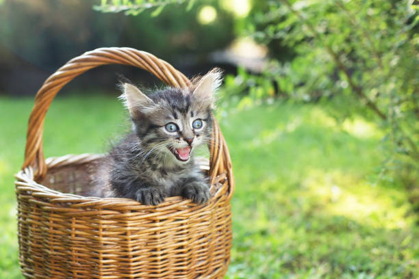 istock a kitten in a basket on the grass, in summer 1332153816