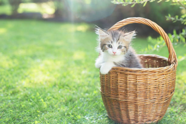 istock a kitten in a basket on the grass, in summer 1332153819