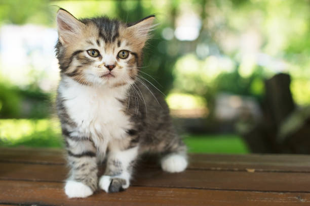 istock cute kitten in the park on a bench, in the summer 1332153854