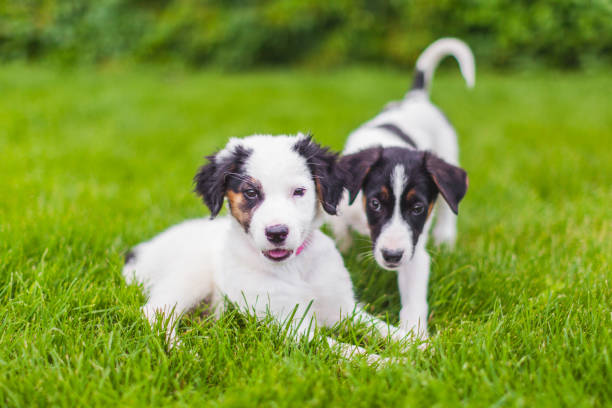 32,627 Two Puppies Stock Photos, Pictures & Royalty-Free Images - iStock |  Two puppies sleeping, Two puppies playing, Two puppies isolated