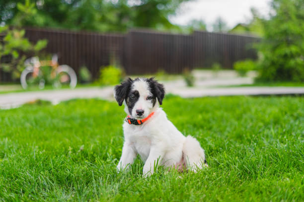 istock Happy puppy on the lawn 1332155517