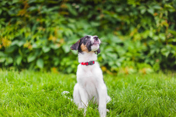 istock Happy puppy on the lawn 1332155552
