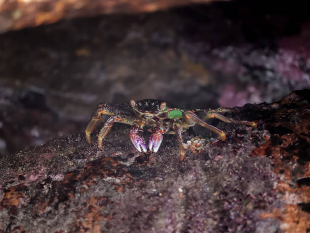 istock Crab At the sea end , nature Beauty 1332156154