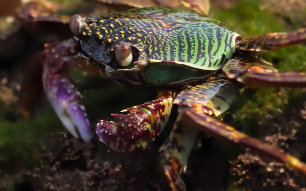 istock Crab At the sea end , nature Beauty 1332156156