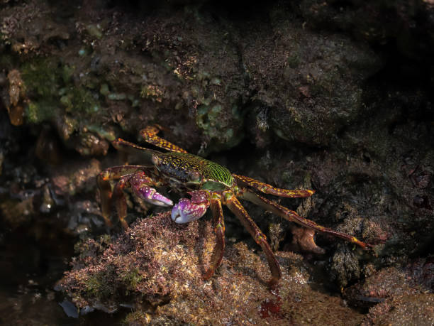istock Crab At the sea end , nature Beauty 1332156202