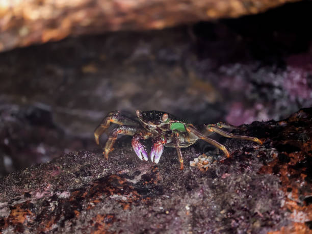 istock Crab At the sea end , nature Beauty 1332156222