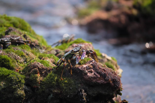 Crab At the sea end , nature Beauty stock photo