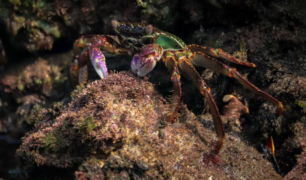 istock Crab At the sea end , nature Beauty 1332156230