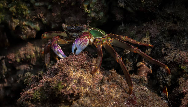 istock Crab At the sea end , nature Beauty 1332156263