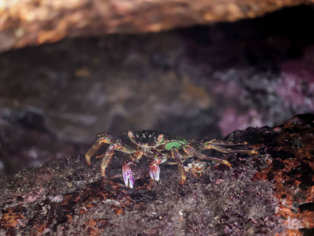 istock Crab At the sea end , nature Beauty 1332156281