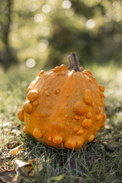 istock Trendy ugly organic orange pumpkin on the grass. 1332156730