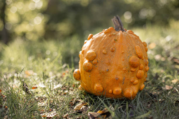 istock Trendy ugly organic orange pumpkin on the grass. 1332156847