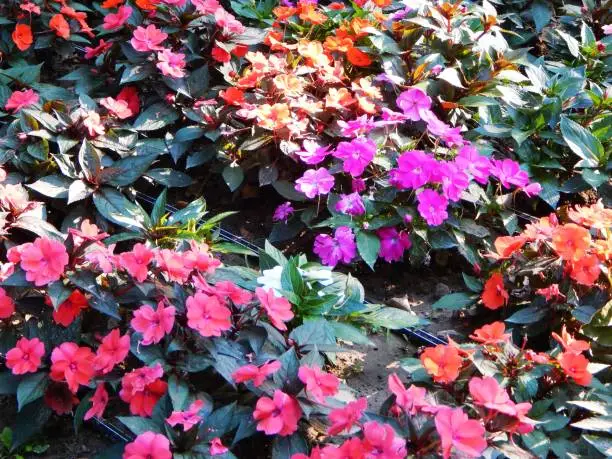 Photo of African touch-me-not (Impatiens walleriana) flowers in the garden