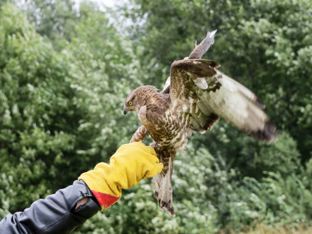 istock Catch, keep wild bird that wants to freedom, Short-toed snake eagle 1332158960