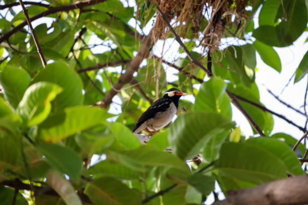 Bird sitting on the tree stock photo