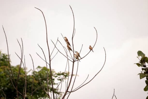Birds sitting on the tree branch stock photo
